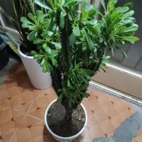 کاکتوس افوربیا