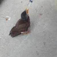 مرغ مینا