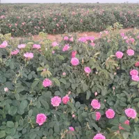 قلمه و نهال گل محمدی