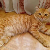 گربه اسکاتیش ارومو مهربون