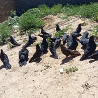 کبوتر.|پرنده|میاندوآب, |دیوار