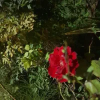 فروش سیمکارت ۰۹۱۲ با کد ۳