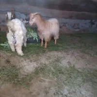 دوتا بزغاله نر