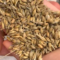 جو بذری برای فروش دارم