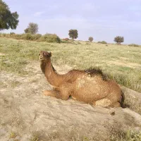 شتر نر جمازی