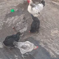 مرغ وخروس