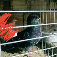 هفت رنگ آتشی