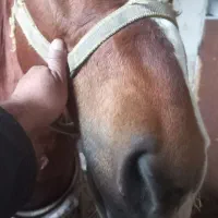 اسب کرد نریان