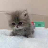 2 عدد پرشین سوپر فلت خاص