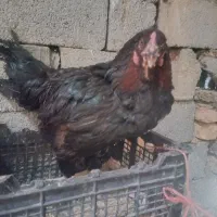 5عدد مرغ لاری قیمت مناسب سالم و سرحال