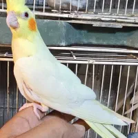فروش جوجه عروس تازه دونخور شده