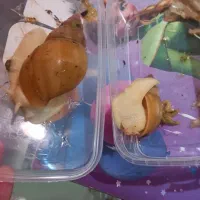 حلزون آلبینو
