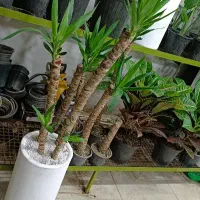قطره باران آگلونما رنگی