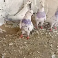 کبوتر گم شده در صحنه