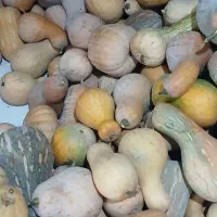 کدو زرد