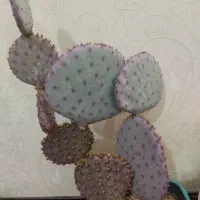 کاکتوس