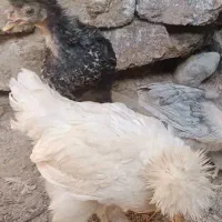 جوجه کاکلی و پر پا