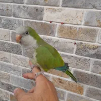 طوطی راهب سبز ماده بالغ