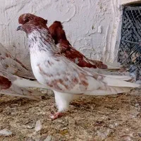 ۱۱کبوتر تیپی سرکله دارنسل قدیم