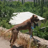 سگ سرابی نر