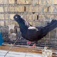 کله سیاه وه طوقی