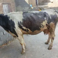 گاو سیمنتال جوان چاق کشتاری