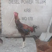 خروس لاری