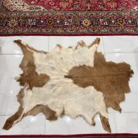 پوست بز خوشرنگ و بزرگ