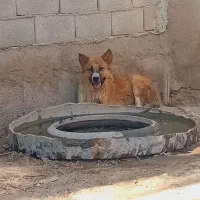 واگذاری سگ نگهبان