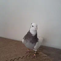 کفتر کبوتر
