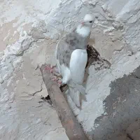 طوقی ماده
