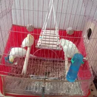 پرنده
