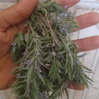 اساقدوس همون هل کوهی
