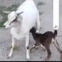 فروش میش