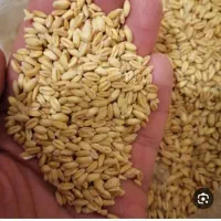 گندم، هشت رود، دیم