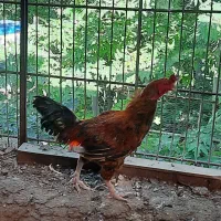 خروس  لاری  دو رگه  محلی