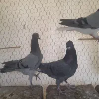 فروشی|پرنده|ابریشم, |دیوار