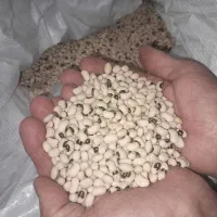 بذر لوبیا چشم بلبلی بومی برتش دهلران