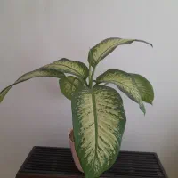 گل دیفن باخیا