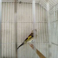 سهره رام شده نر