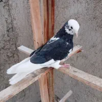 شازده هما مفلق دم پاک