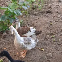 اردک محلی گوشتی تخم گذار
