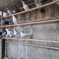 کبوتر گرفتنی پرشی
