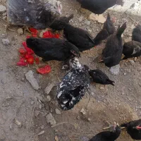 مرغ و خروس محلی
