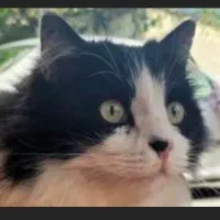 گربه تاکسیدو موبلند DLH