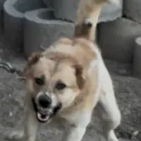 سگ نگهبان سفت