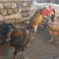 تخم نطفه دار لاری