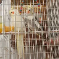 دو عروس هلندی بالغ به همراه قفس و تجهیزات