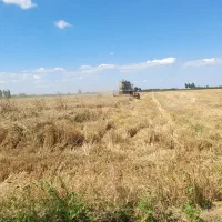 اجاره جاکشت گندم به سیر مجیدآباد