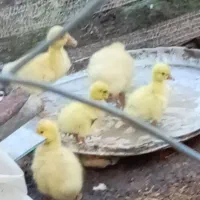 آماده برکت قوقاز لیندا